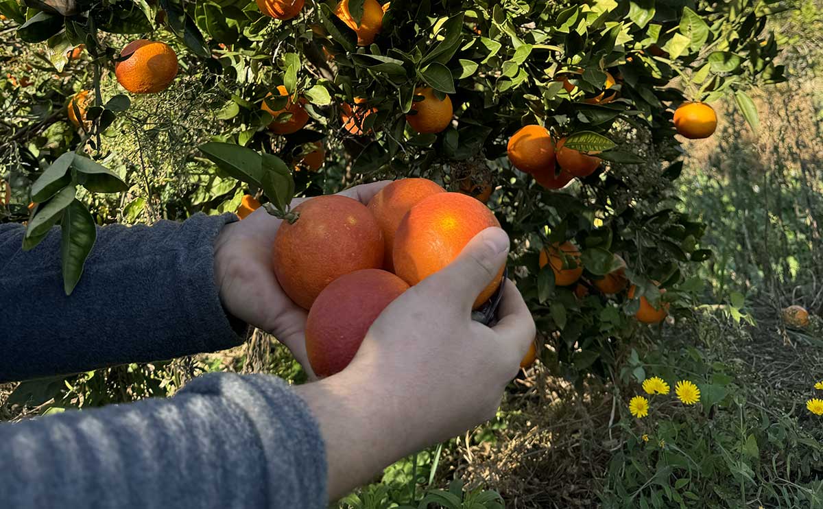 raccolta arance in Sicilia